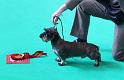 Crufts_dachshunds 279